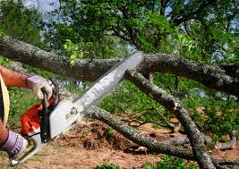 Best Lot and Land Clearing  in Delano, MN