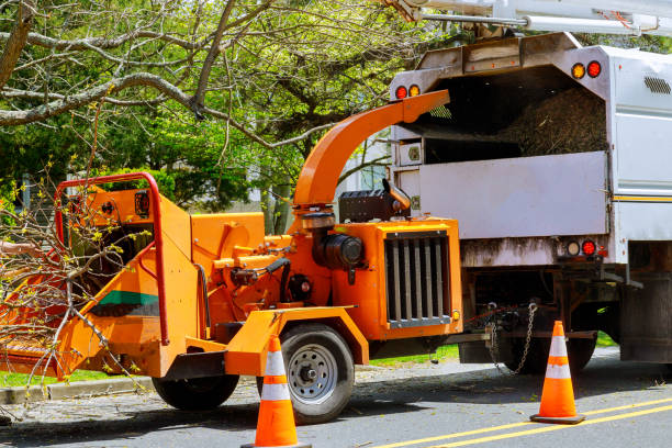 Best Seasonal Cleanup (Spring/Fall)  in Delano, MN