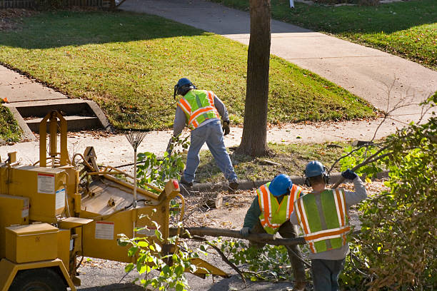 Best Tree Trimming and Pruning  in Delano, MN