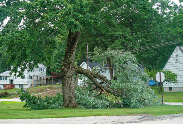 Delano, MN Tree Removal Company