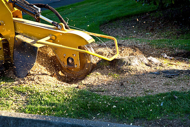 Best Tree Removal  in Delano, MN