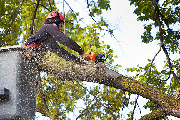 Best Stump Grinding and Removal  in Delano, MN